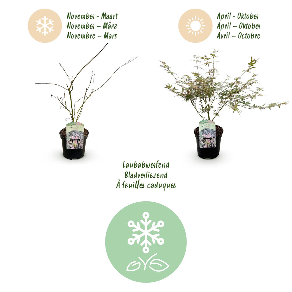 Green boutiQ - Plante de terrasse - Érable du Japon - Acer palmatum Iyoshi - Rose - 2 plantes - Caduc - Pot 19cm Hauteur 70cm