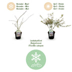 Green boutiQ - Plante de terrasse - Érable du Japon - Acer palmatum Iyoshi - Rose - 2 plantes - Caduc - Pot 19cm Hauteur 70cm