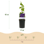 Green boutiQ - Kletterpflanze - Clematis Star of India - Blüte Rosa - Pflegeleicht - 2 Pflanzen - Topf 11 cm Höhe 40 cm