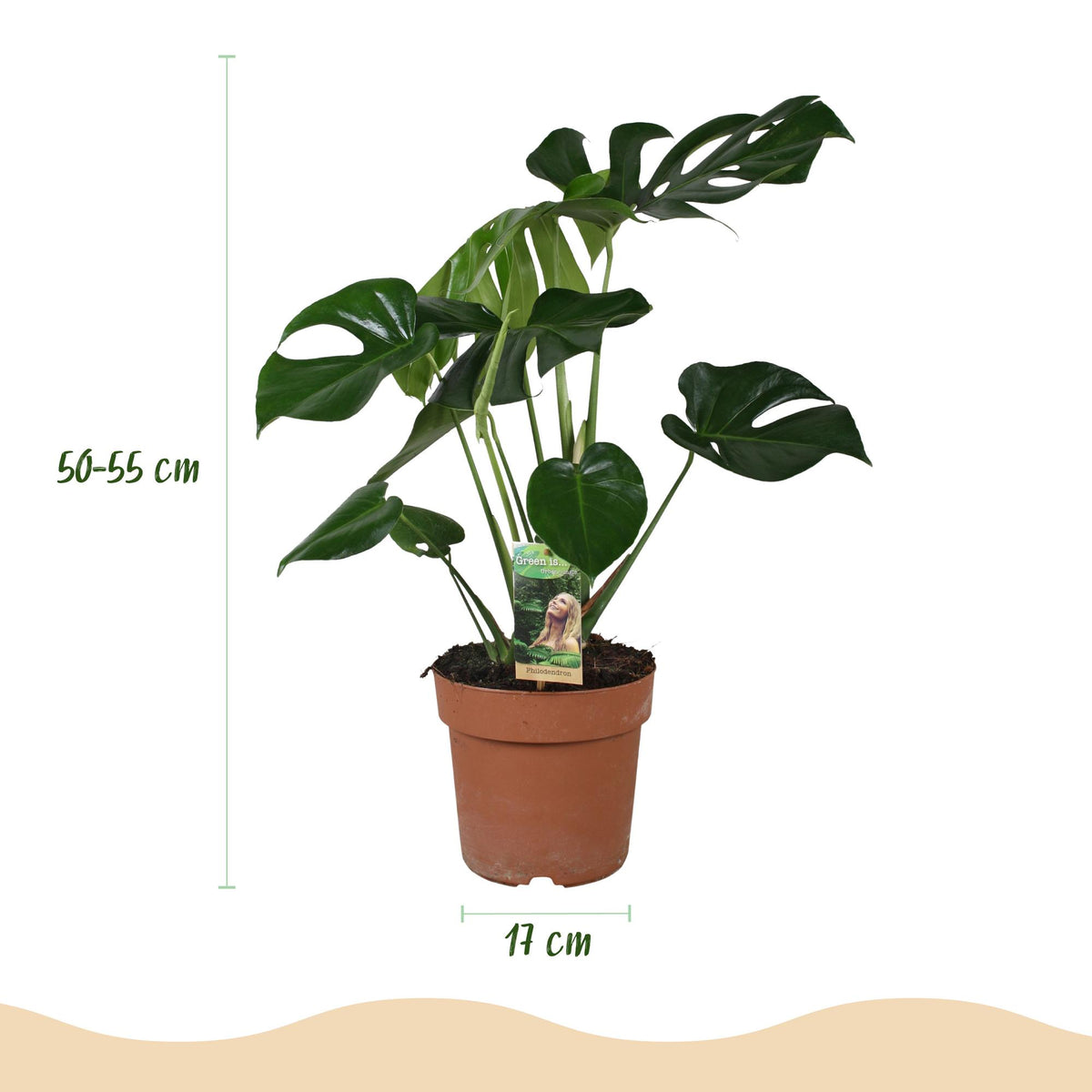 Green BoutiQ - Green is... Plantes d'intérieur - Monstera Deliciosa - Plante à trous - Peu d'entretien - Vert - 1 Plante - Pot 17cm - Hauteur 50-55cm