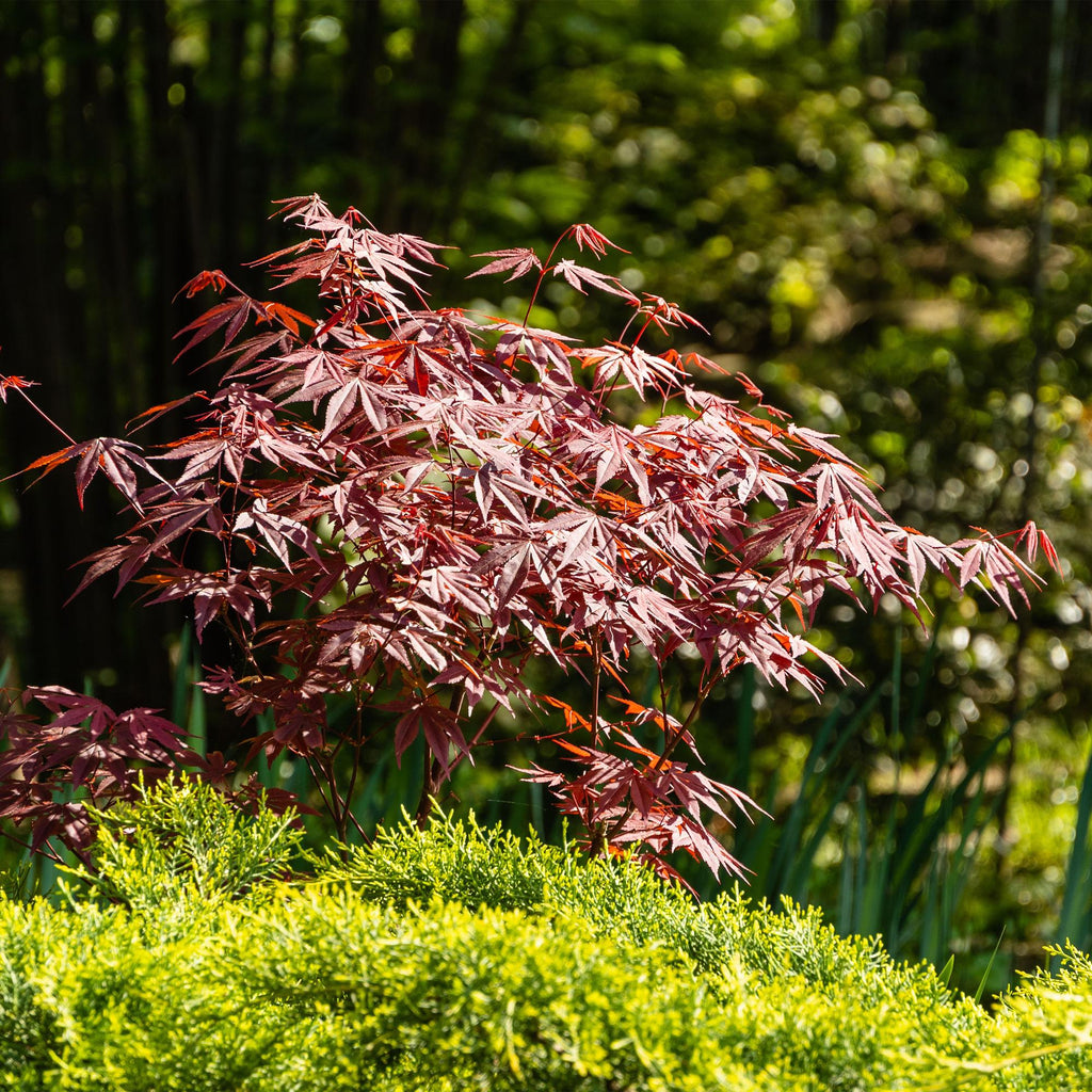 Green boutiQ - Terrassenpflanze - Japanischer Fächerahorn - Acer palmatum Atropurpureum - Violett - 1 Pflanze - Laubabwerfend - Topf 19 cm Höhe 70 cm