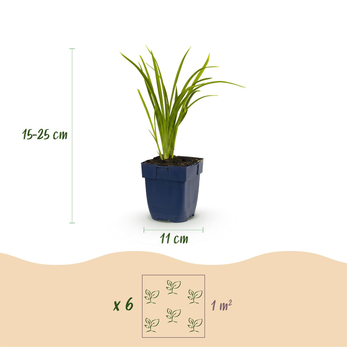 Green boutiQ - Plante vivace - Hemerocallis Autumn Red - Hémérocalle - Attire les abeilles et les papillons - Rouge - 3 plantes - Pot 11 cm - Hauteur 15-25 cm