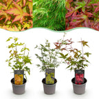 Green boutiQ - Plante de jardin - Acer palmatum Tricolour - Rouge-Vert-Orange - 3 Plantes - Caduc - Peu d'entretien - Pot 12cm Hauteur 35cm
