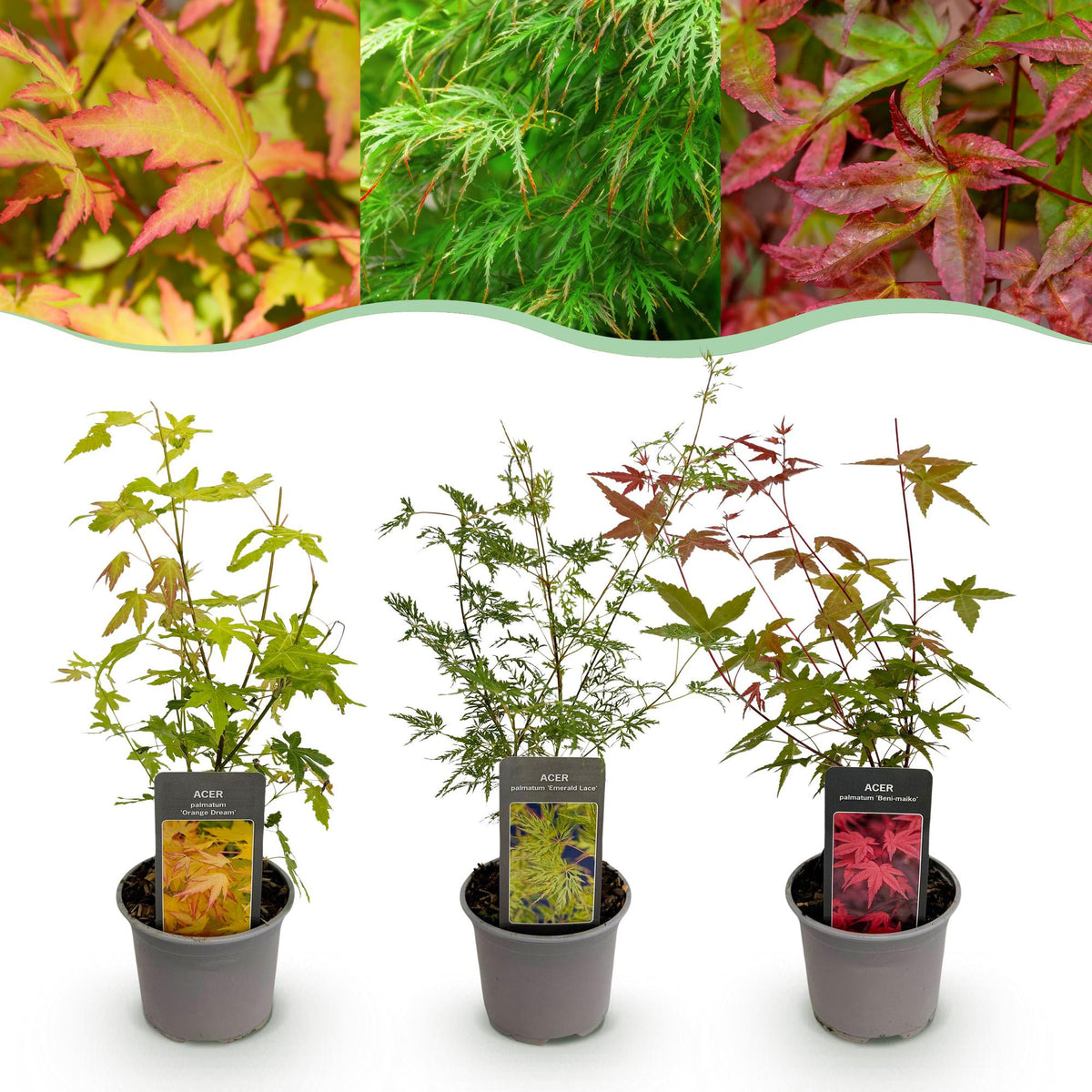 Green boutiQ - Plante de jardin - Acer palmatum Tricolour - Rouge-Vert-Orange - 3 Plantes - Caduc - Peu d'entretien - Pot 12cm Hauteur 35cm