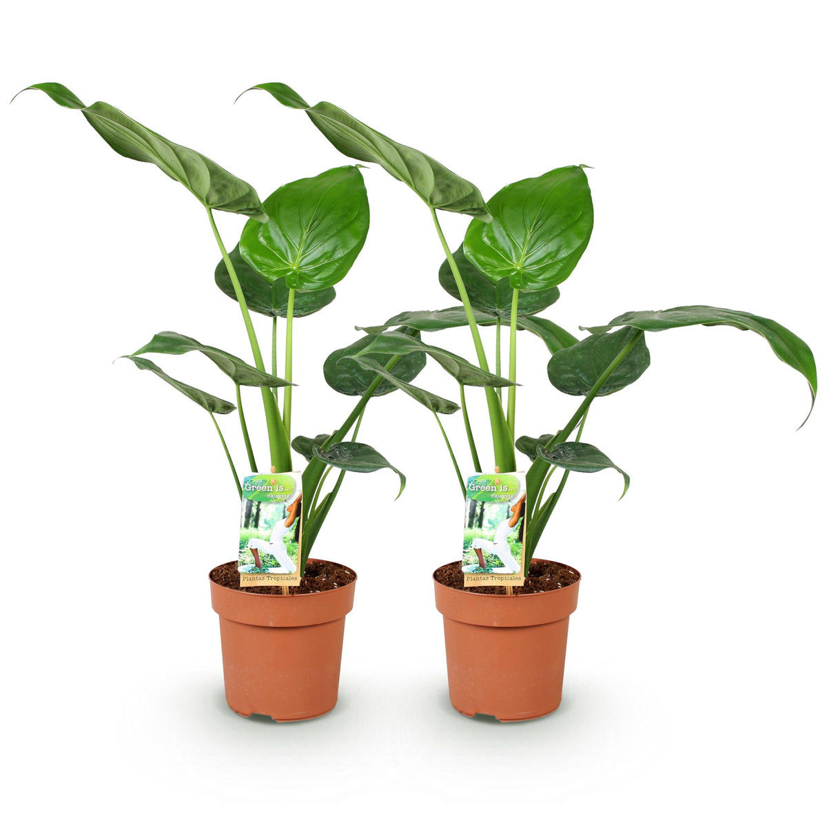 Green BoutiQ - Green is... Plantes d'intérieur - Alocasia Cucullata - Main de Bouddha - Entretien facile - Vert - 2 plantes - Pot 17cm - Hauteur 60-65cm