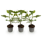 Green boutiQ - Gartenpflanze - Magnolia stellata Royal Star - Blüte Weiß - 3 Pflanzen - Laubabwerfend - Pflegeleicht - Topf 12cm Höhe 30cm