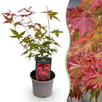 Green boutiQ - Gartenpflanze - Acer palmatum Beni-maiko - Rot - 1 Pflanze - Laubabwerfend - Pflegeleicht - Topf 12cm Höhe 35cm