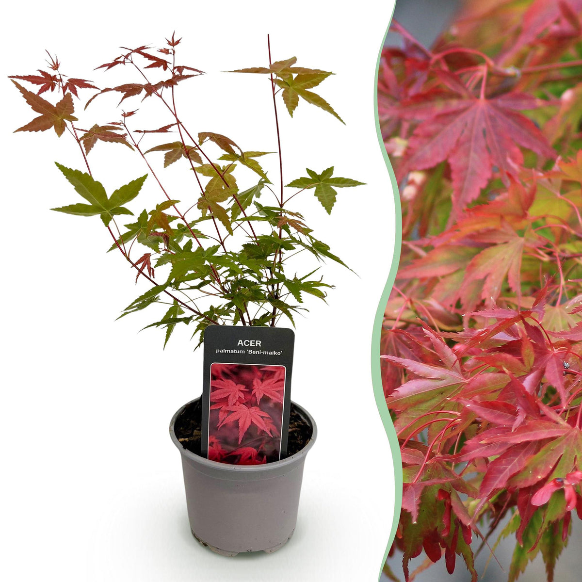 Green boutiQ - Plante de jardin - Acer palmatum Beni-maiko - Rouge - 1 Plante - Caduc - Entretien facile - Pot 12 cm Hauteur 35 cm