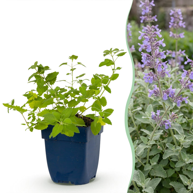 Green boutiQ - Perennial - Nepeta faassenii - Catnip - Bee and butterfly attractors - Purple - 6 Plants - Pot 11cm - Height 15-25cm