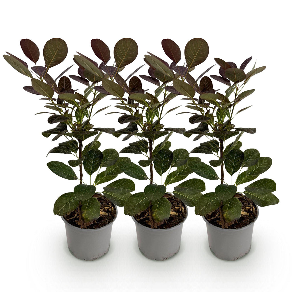 Green boutiQ - Plante de jardin - Cotinus coggygria Royal Purple - Violet - 3 Plantes - Caduc - Entretien facile - Pot 12 cm Hauteur 35 cm