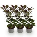 Green boutiQ - Plante de jardin - Cotinus coggygria Royal Purple - Violet - 3 Plantes - Caduc - Entretien facile - Pot 12 cm Hauteur 35 cm