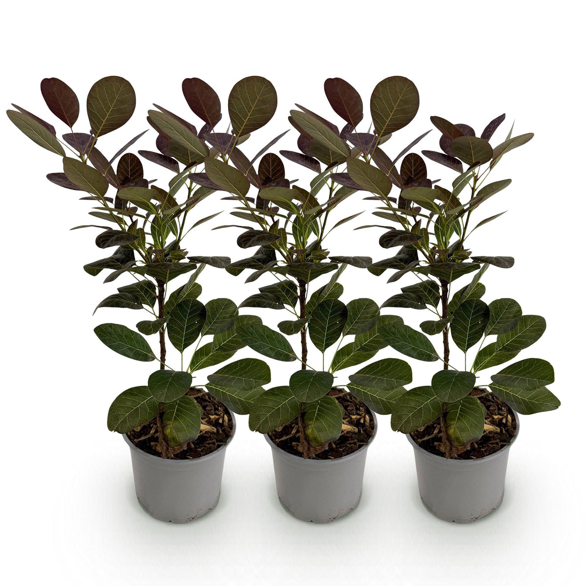 Green boutiQ - Plante de jardin - Cotinus coggygria Royal Purple - Violet - 3 Plantes - Caduc - Entretien facile - Pot 12 cm Hauteur 35 cm