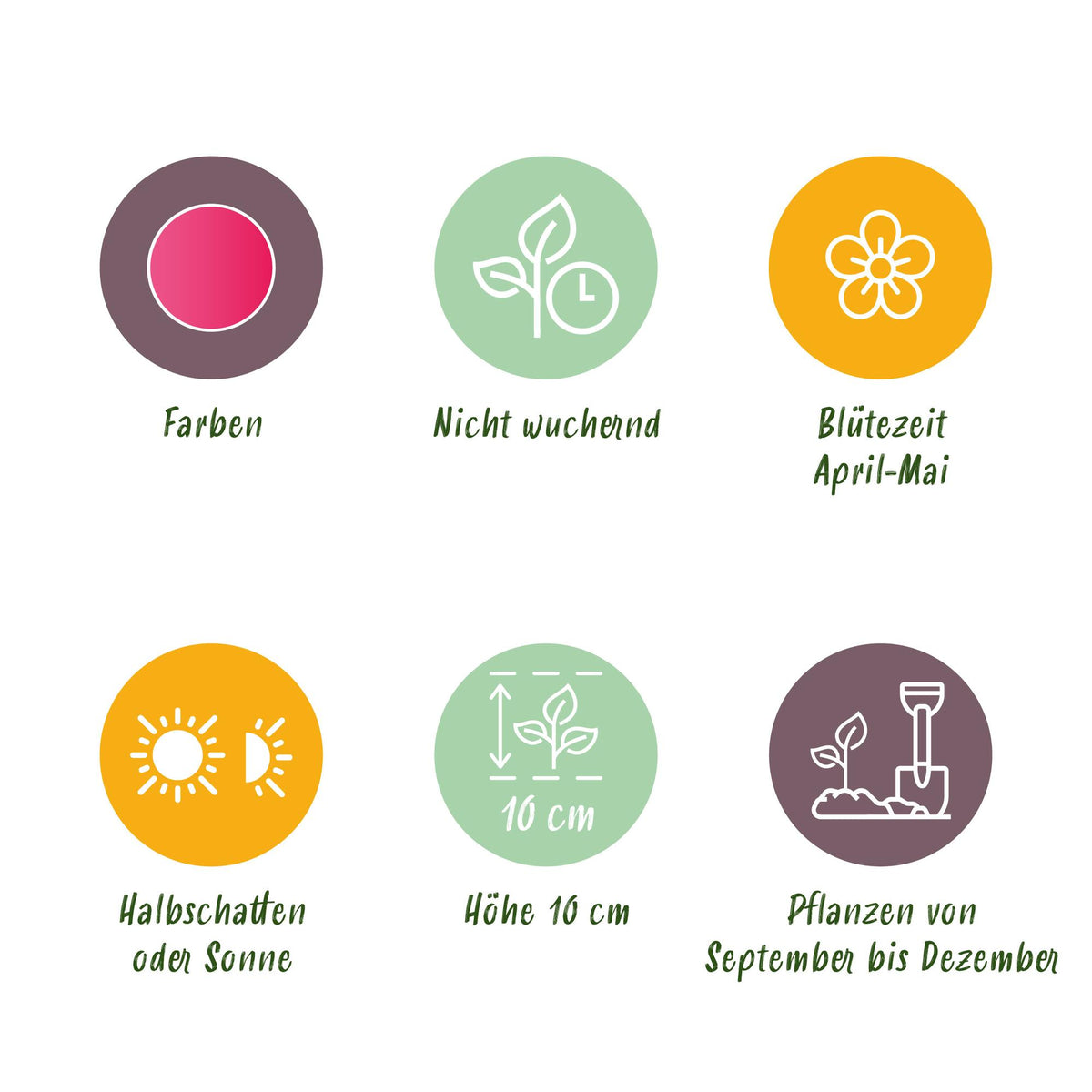 Green boutiQ - Bloembollen - Tulp Little Beauty - Kleur Donker Roze - 25 stuks - Bolmaat 6/7 - XXL Pack