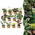 12x Baby Plants Surprise Box - Baby Plants Surprise Box - Various colours - Tropical - incl. Linnea Honey - Ø6cm - ↕5-15cm