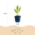 Green boutiQ - Stauden - Echinacea paradoxa - Sonnenhut - Bienen- und Schmetterlingsmagnet - Gelb - 24 Pflanzen - Topf 11cm - Höhe 15-25cm