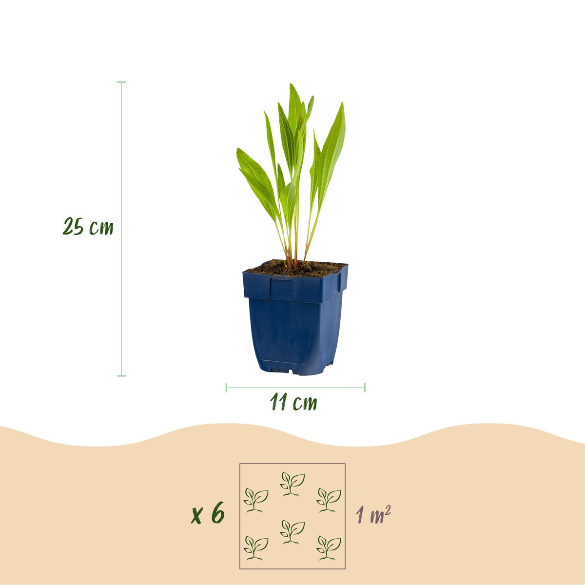 Green boutiQ - Stauden - Echinacea paradoxa - Sonnenhut - Bienen- und Schmetterlingsmagnet - Gelb - 24 Pflanzen - Topf 11cm - Höhe 15-25cm