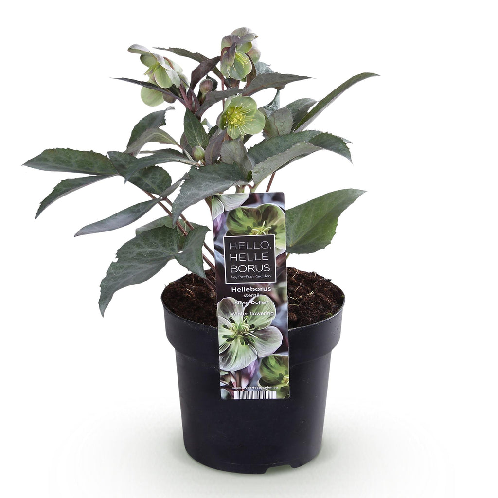 Green boutiQ - Plante de Jardin - Rose de Carême Helleborus sternii Silver Dollar - Fleur Verte - 1 Plante - Persistante - Pot 14cm Hauteur 35cm