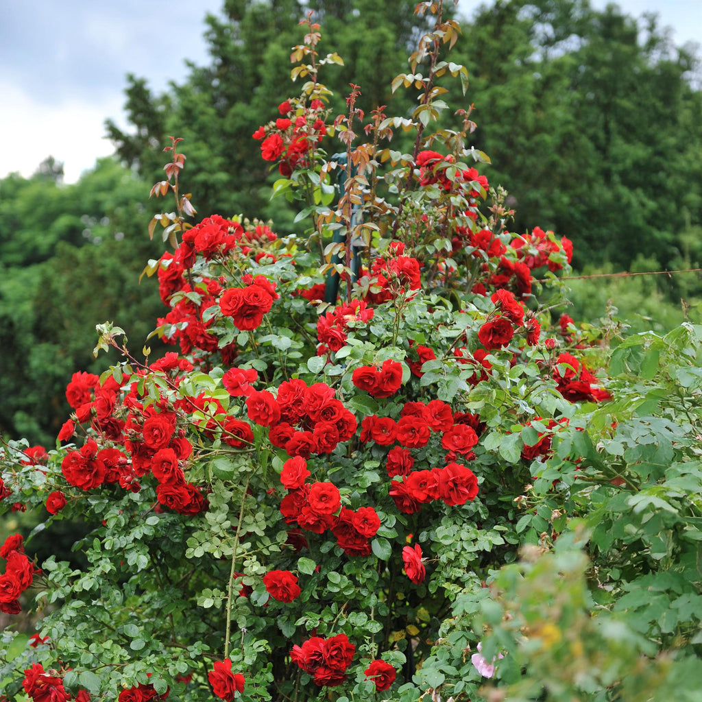 Green boutiQ - Rosier grimpant - Rosa Red Queen - Fleur rouge - Peu d'entretien - 2 plantes - Pot 11 cm Hauteur 40 cm