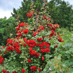 Green boutiQ - Rosier grimpant - Rosa Red Queen - Fleur rouge - Peu d'entretien - 2 plantes - Pot 11 cm Hauteur 40 cm