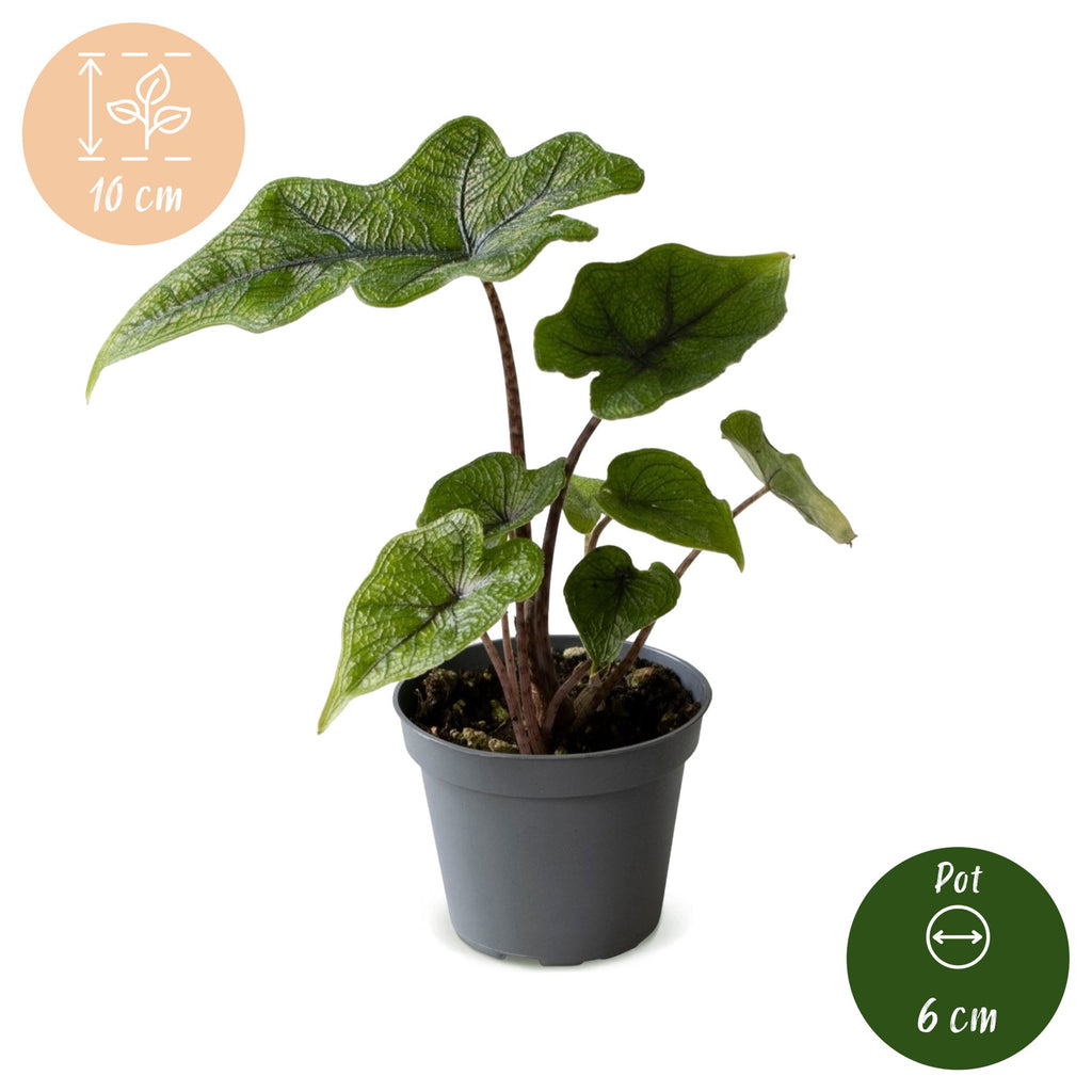 Alocasia Jacklyn - Jacklyn Elephant Ear - Green - Tropical - Ø6cm - ↕10cm
