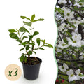 Green boutiQ - Plante de jardin - Cornus Florida - Fleur Blanc-Rose - 3 Plantes - Caduc - Peu d'entretien - Pot 12cm Hauteur 35cm