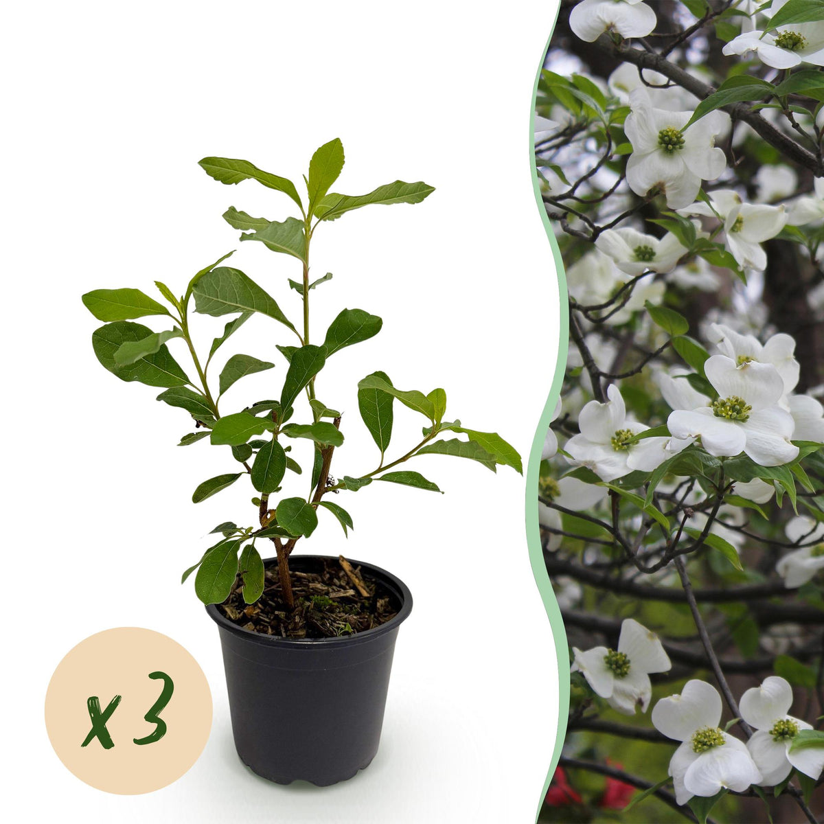 Green boutiQ - Plante de jardin - Cornus Florida - Fleur Blanc-Rose - 3 Plantes - Caduc - Peu d'entretien - Pot 12cm Hauteur 35cm