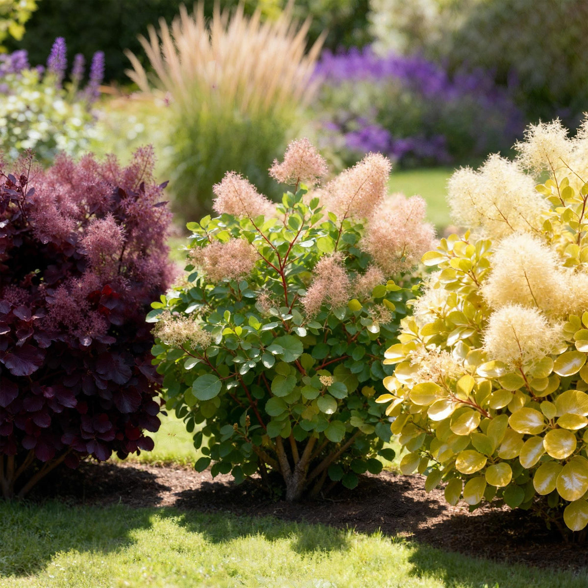 Green boutiQ - Plante de jardin - Cotinus coggygria Tricolour - Violet-Vert-Jaune - 3 plantes - À feuilles caduques - Peu d'entretien - Pot 12 cm Hauteur 35 cm