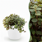 Green boutiQ - Plante d'intérieur - Callisia repens - Herbe à chat - Sans danger pour les animaux - Vert - 1 plante - avec pot blanc - Pot 12 cm - Hauteur 17-20 cm