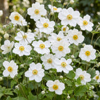 Green boutiQ - Plante vivace - Anemone hybr. Hon. Jobert - Anémone d'automne - Ombre - Blanc - 1 Plante - Pot 11cm - Hauteur 15-25cm