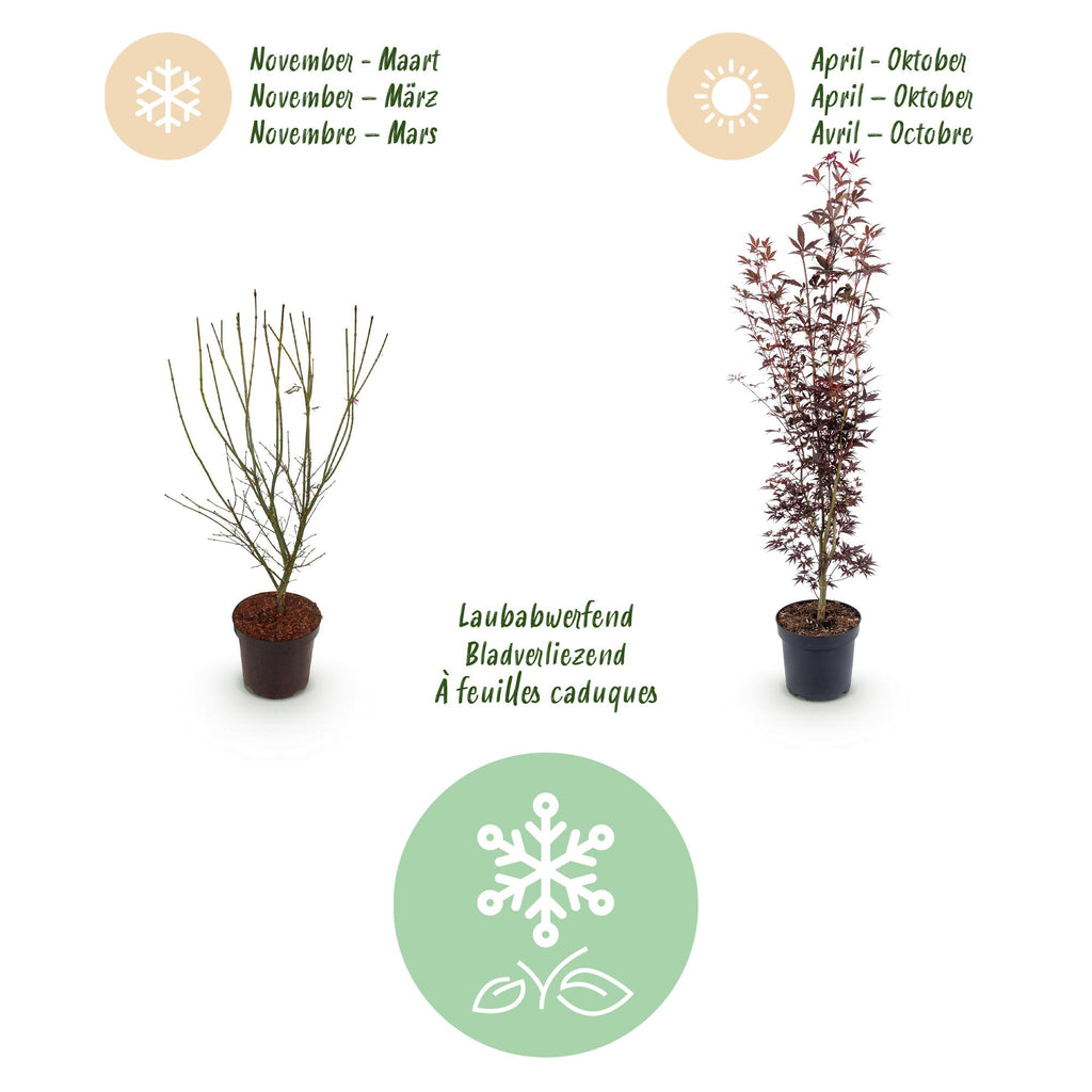 Green boutiQ - Gartenpflanze - Acer palmatum Atropurpureum - Japanischer Ahorn - Laubabwerfend - Purpur - 1 - Topf 26cm - Höhe 90cm