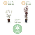 Green boutiQ - Gartenpflanze - Acer palmatum Atropurpureum - Japanischer Ahorn - Laubabwerfend - Purpur - 1 - Topf 26cm - Höhe 90cm