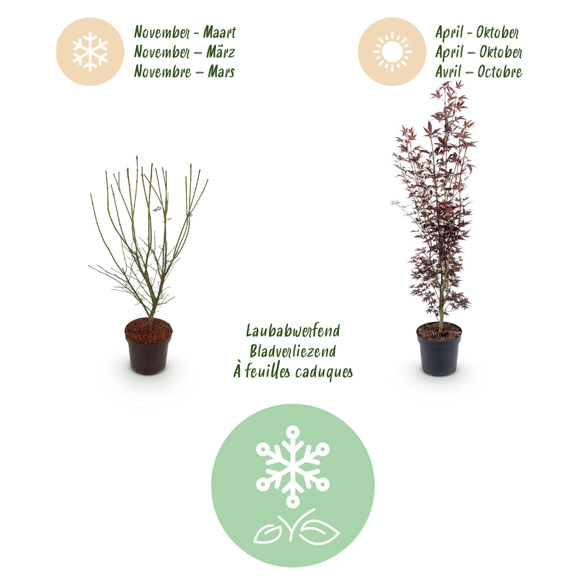 Green boutiQ - Plante de jardin - Acer palmatum Atropurpureum - Érable du Japon - Caduc - Violet - 1 - Pot 26cm - Hauteur 90cm