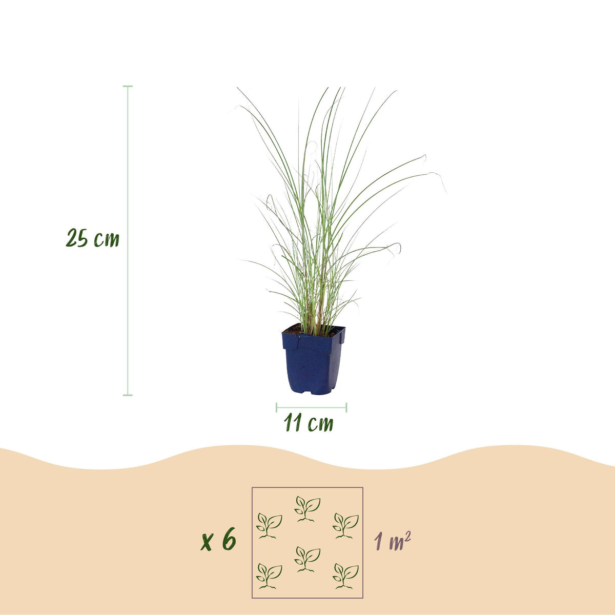 Green boutiQ - Gräser - Miscanthus sin. Morning Light - Pampasgras - Mit Rispen - Silber - 6 Pflanzen - Topf 11cm - Höhe 15-25cm
