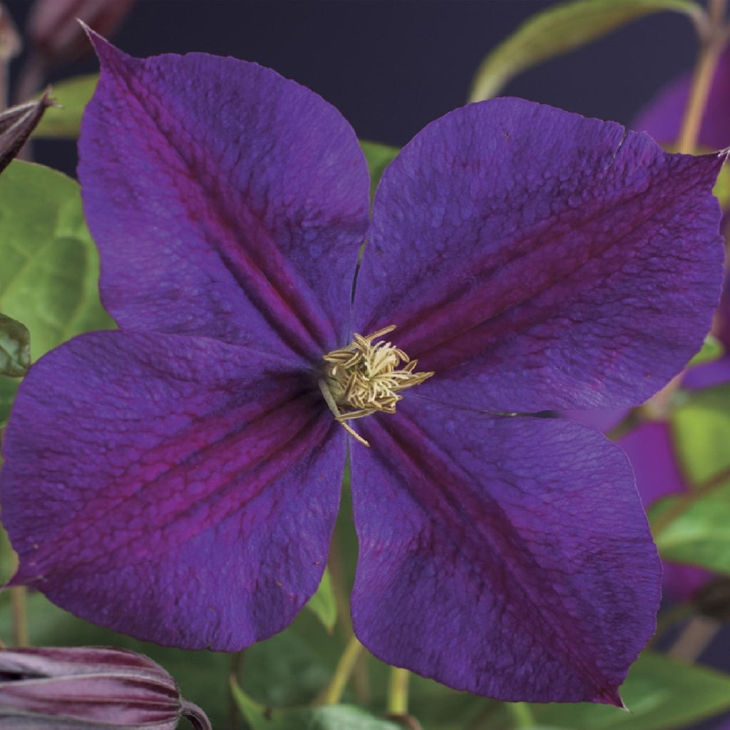 Green boutiQ - Kletterpflanze - Clematis Star of India - Blüte Rosa - Pflegeleicht - 2 Pflanzen - Topf 11 cm Höhe 40 cm