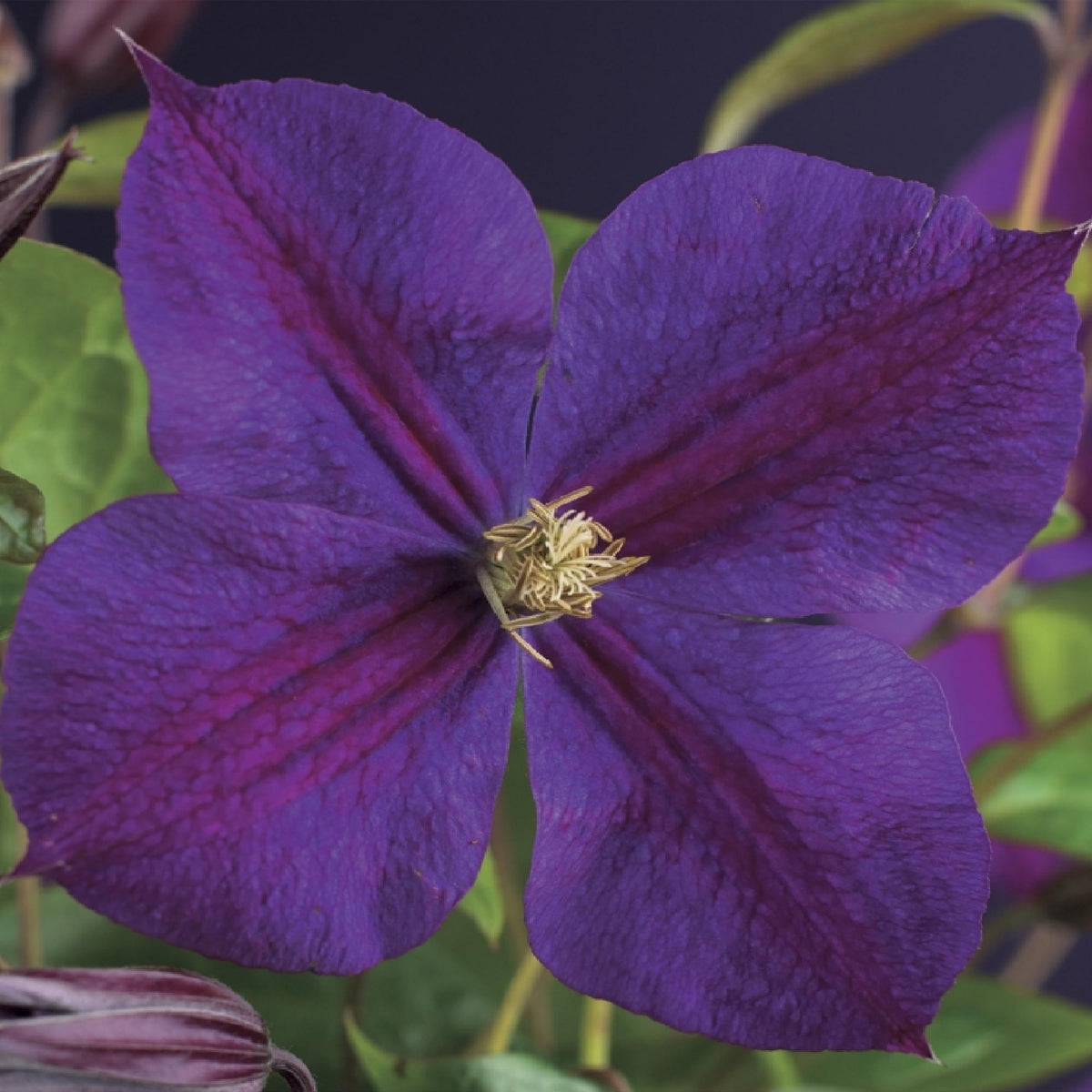 Green boutiQ - Kletterpflanze - Clematis Star of India - Blüte Rosa - Pflegeleicht - 2 Pflanzen - Topf 11 cm Höhe 40 cm