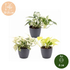 3x Epipremnum Tricolour - Yellow - Green - Cream - Tropical - incl. grey pot - Ø6cm - ↕20-25cm