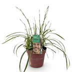 Green boutiQ - Graminées ornementales - Carex morrowii Ice Dance - Blanc & Vert - 1 Plante - Persistant - Rustique - Pot 17cm Hauteur 50cm