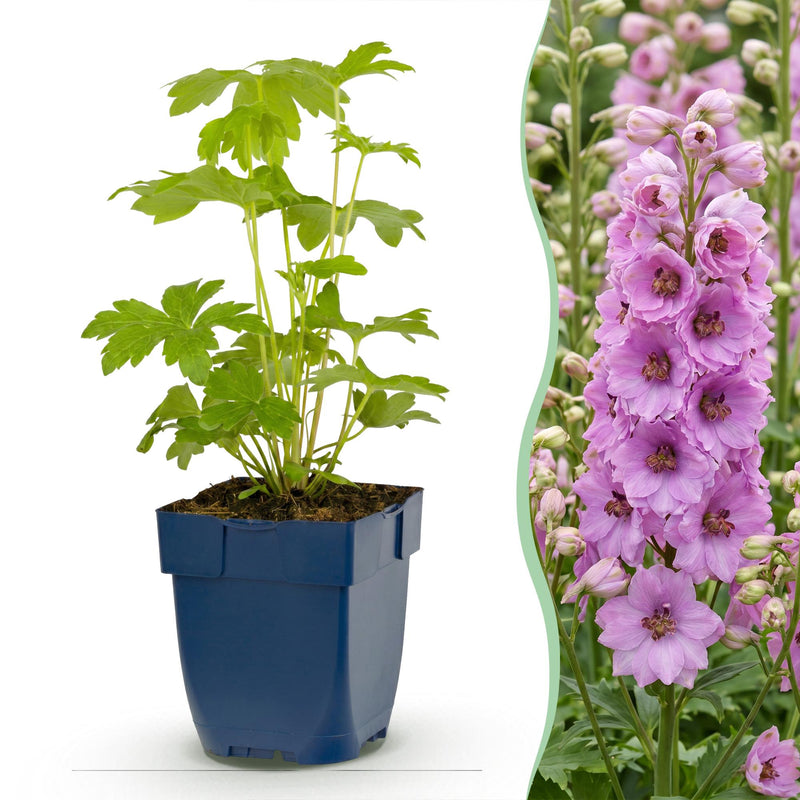 Green boutiQ - Vasteplant - Delphinium (P) Astolat - Ridderspoor - Bijen en Vlinderlokkers - Roze - 1 Plant - Pot 11cm - Hoogte 15-25cm
