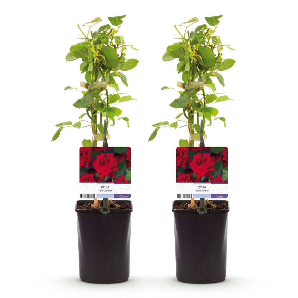 Green boutiQ - Rosier grimpant - Rosa Red Climber - Fleur rouge - Peu d'entretien - 2 plantes - Pot 11cm Hauteur 40cm