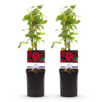 Green boutiQ - Rosier grimpant - Rosa Red Climber - Fleur rouge - Peu d'entretien - 2 plantes - Pot 11cm Hauteur 40cm
