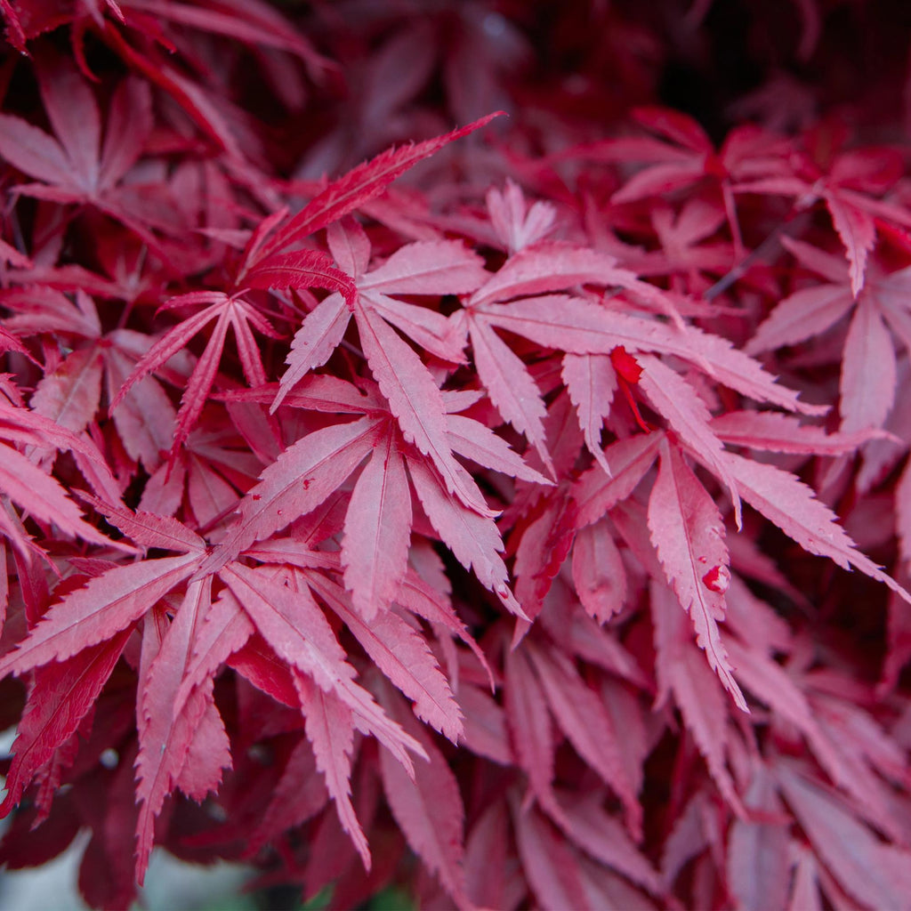 Green boutiQ - Plante de jardin - Acer palmatum Skeeters Broom - Érable du Japon - Caduc - Rouge - 1 - Pot 26cm - Hauteur 90cm
