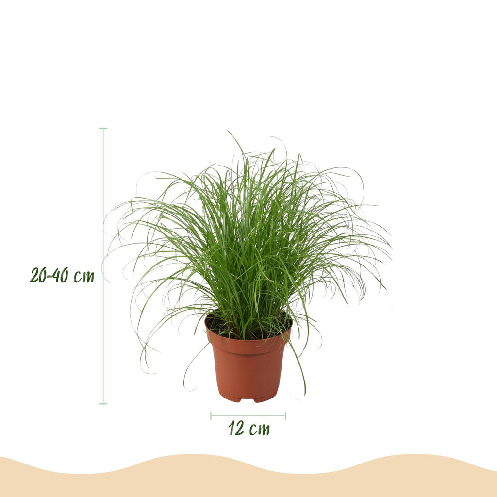 Green boutiQ - Zimmerpflanze - Chlorophytum - Cyperus - Phlebodium - Marantha - 4er-Set - Haustierfreundliche Pflanzen - Grün - 4 Pflanzen - mit grauem Topf - Topf 12cm - Höhe 25cm