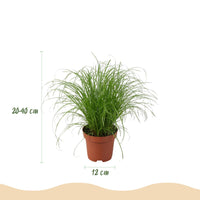 Green boutiQ - Kamerplant - Chlorophytum - Cyperus - Phlebodium - Marantha - Mix van 4 - Huisdiervriendelijke Planten - Groen - 4 Planten - met Potter Grijs - Pot 12cm - Hoogte 25cm