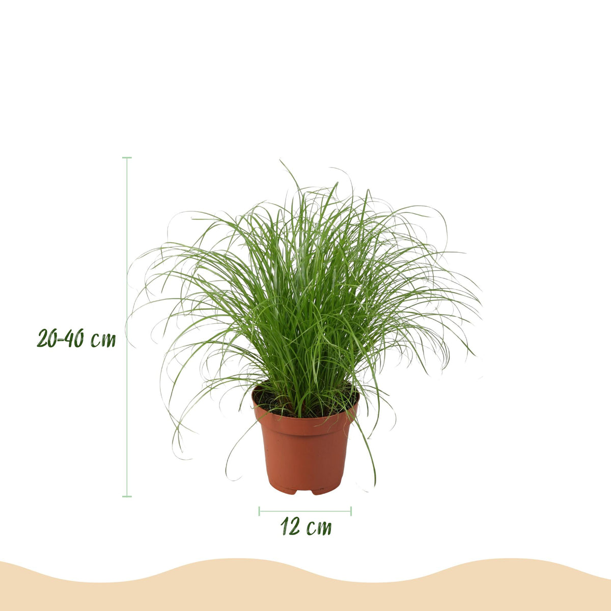Green boutiQ - Zimmerpflanze - Chlorophytum - Cyperus - Phlebodium - Marantha - 4er-Set - Haustierfreundliche Pflanzen - Grün - 4 Pflanzen - mit grauem Topf - Topf 12cm - Höhe 25cm