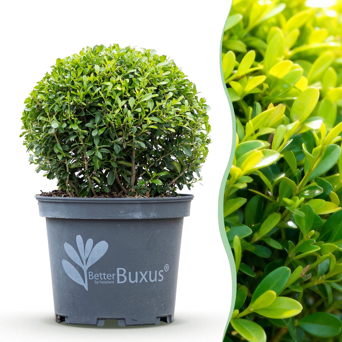 Green boutiQ - Boule de Buis - BetterBuxus Skylight - Résistant au dépérissement du buis - 1 plante - pot 23cm, boule 25cm