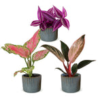 3x Baby Paradise Mix - Various colours - Tropical - incl. Linnea Misty Blue - Ø6cm - ↕10-15cm
