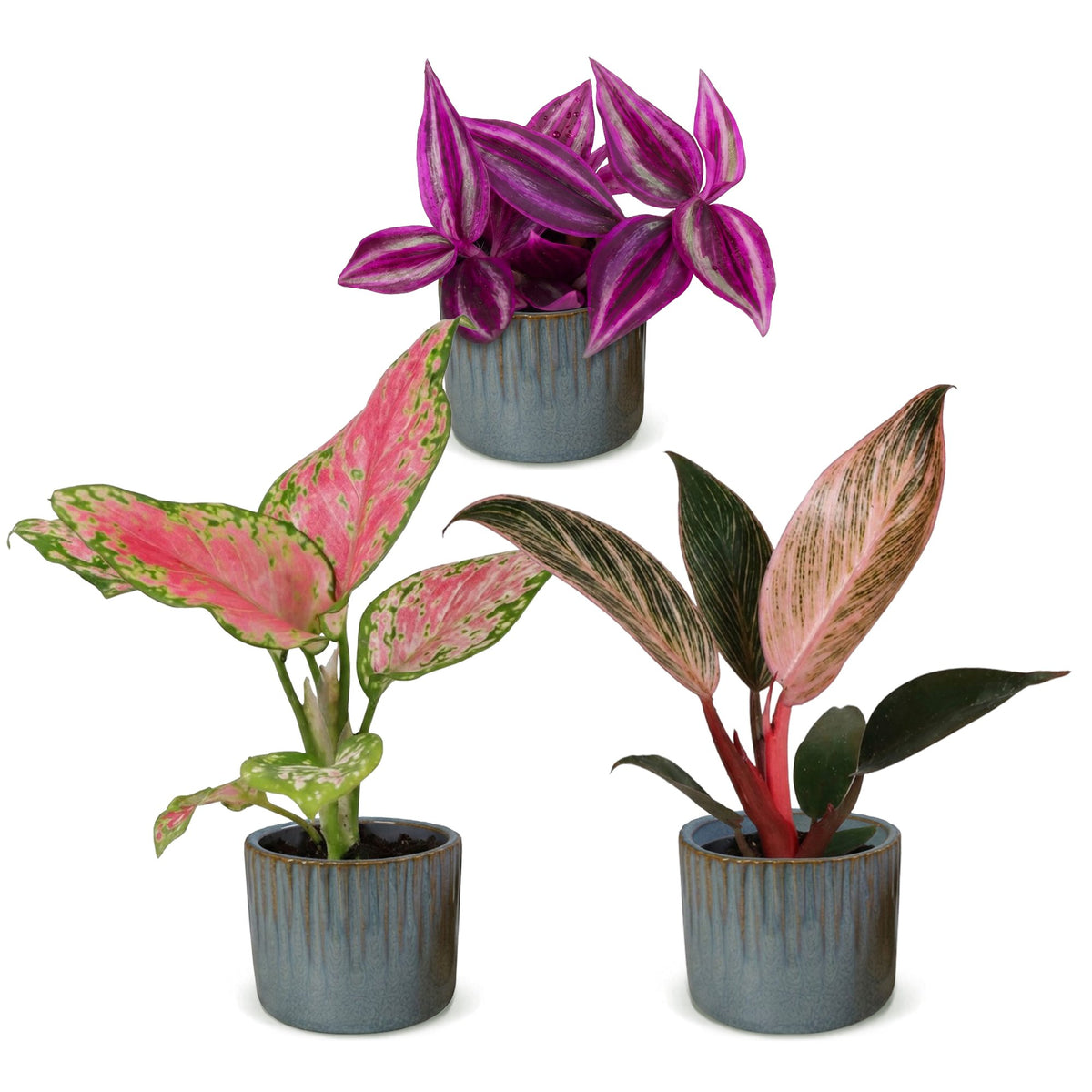 3x Baby Paradise Mix - Various colours - Tropical - incl. Linnea Misty Blue - Ø6cm - ↕10-15cm