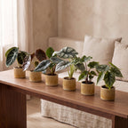 6x Baby Alocasia Familie - Red - Green - Black - Silver - Grey - Tropical - incl. Linnea Honey - Ø6cm - ↕12cm