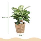 Green BoutiQ - Green is... Plantes d'intérieur - Dieffenbachia Compacta - Dieffenbachia - Peu d'entretien - avec panier - Vert - 1 Plante - Pot 17cm - Hauteur 45-50cm