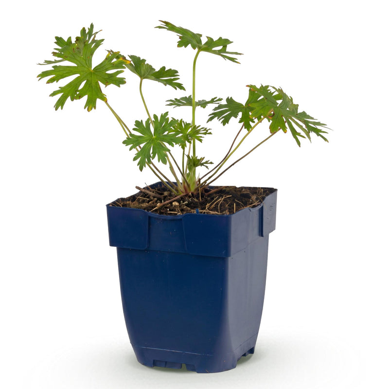 Green boutiQ - Vasteplant - Geranium Johnson's Blue - Ooievaarsbek - Bodembedekkend - Blauw - 1 Plant - Pot 11cm - Hoogte 15-25cm